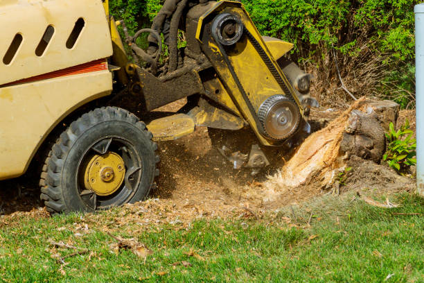 Tree and Shrub Care in Brookfield, NJ